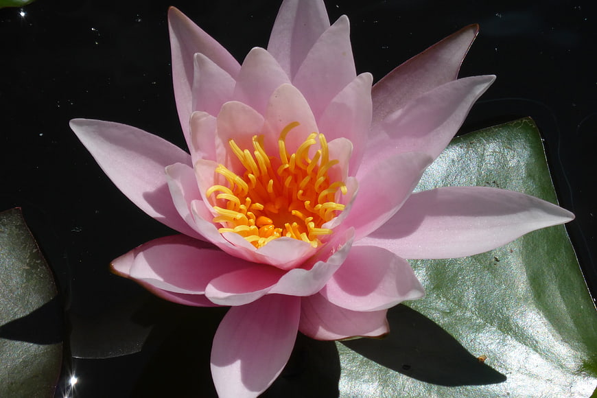 Pink Water Lily with Yellow Center on Dark Pond