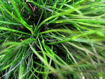 Close-up of vibrant green grass blades with dew drops
