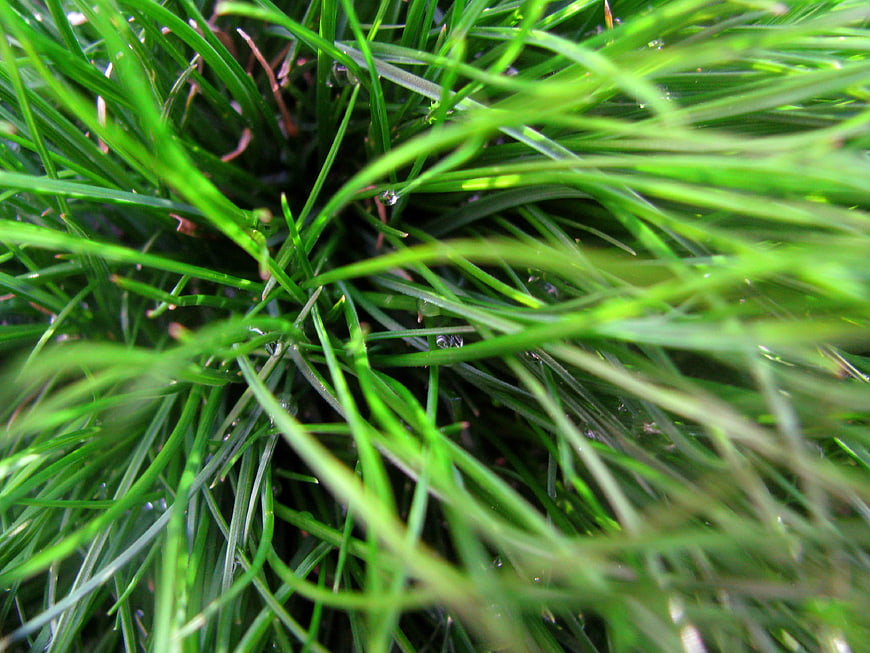 Close-up of vibrant green grass blades with dew drops