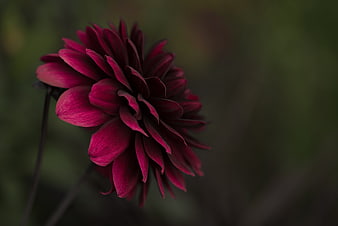 Dark Red Dahlia Flower Close Up Against Blurred Green Background