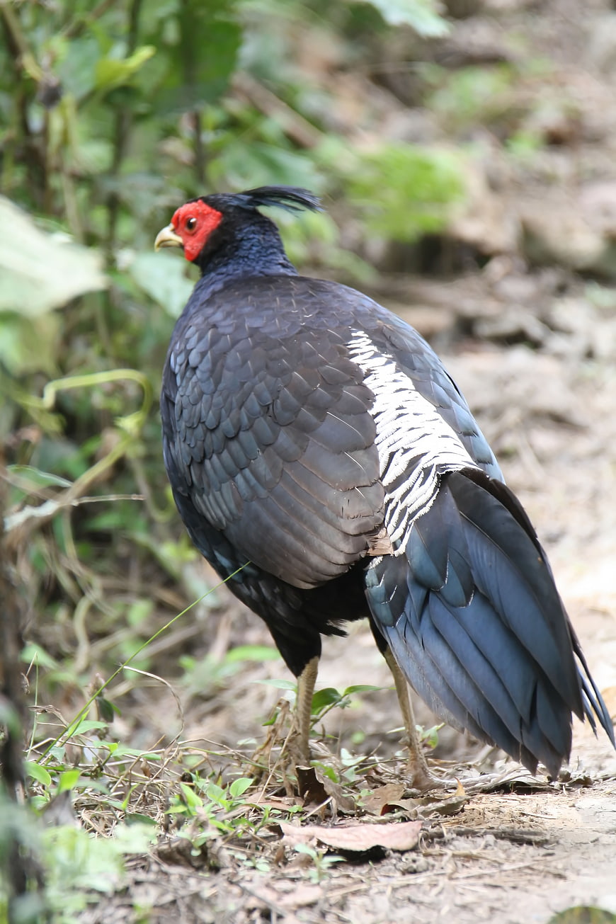 Male Khalij Pheasant in Natural Forest Habitat