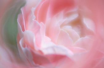 Soft Pink Rose Petals Macro Abstract Background