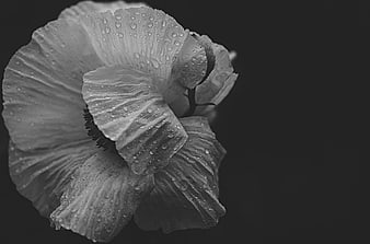 Black and White Poppy Flower with Dewdrops