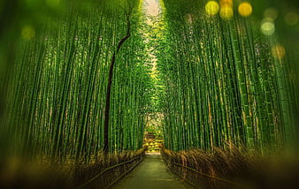 Serene Bamboo Forest Path with Bokeh Light Effects