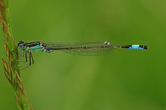Blue Damselfly Perched on Green Grass Blade