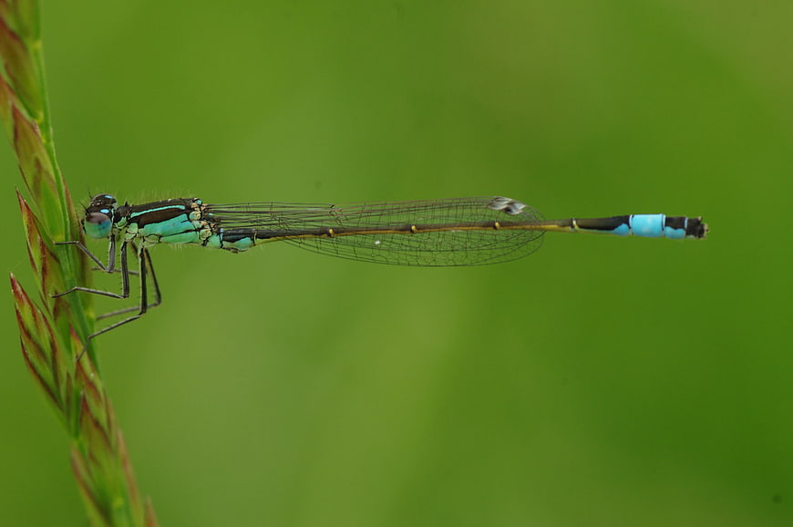 Blue Damselfly Perched on Green Grass Blade