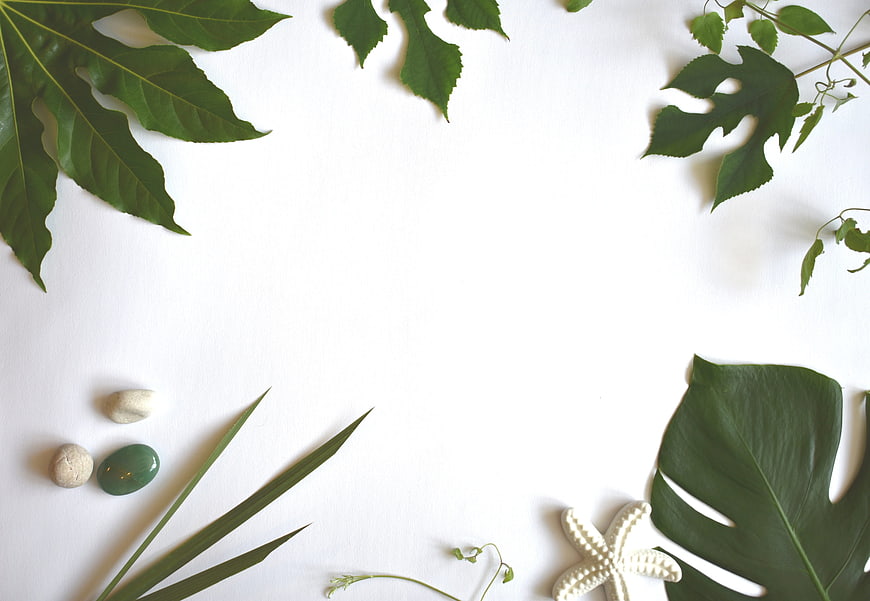 Tropical Green Leaves Flat Lay With White Space