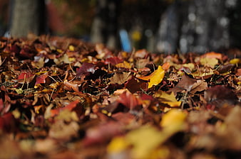 Close-up of colorful autumn leaves on the forest floor