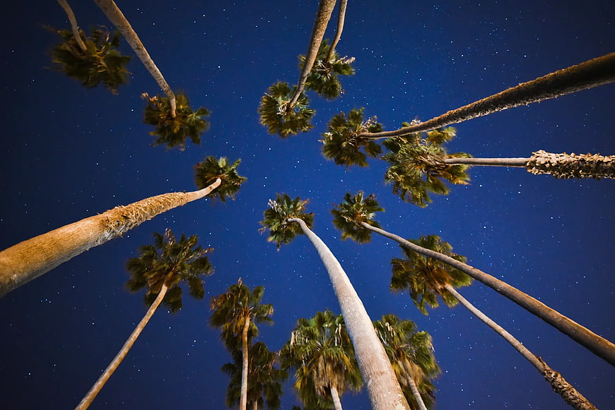 Low angle view of palm trees against starry night sky