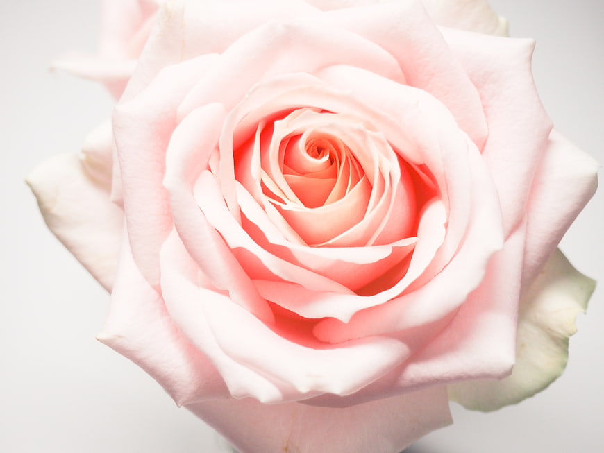 Close-up of a delicate pink rose on a white background