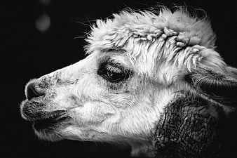 Black and white close-up portrait of an alpaca head