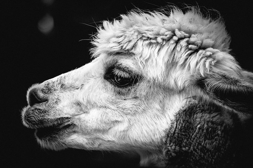 Black and white close-up portrait of an alpaca head
