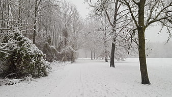 Snowy Winter Path Through Forest with Frosty Trees
