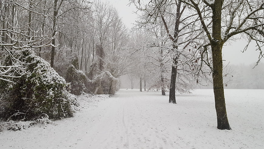 Snowy Winter Path Through Forest with Frosty Trees