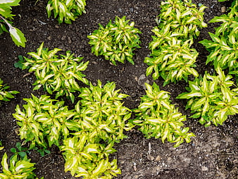 Top View of Variegated Green and White Plants in Soil
