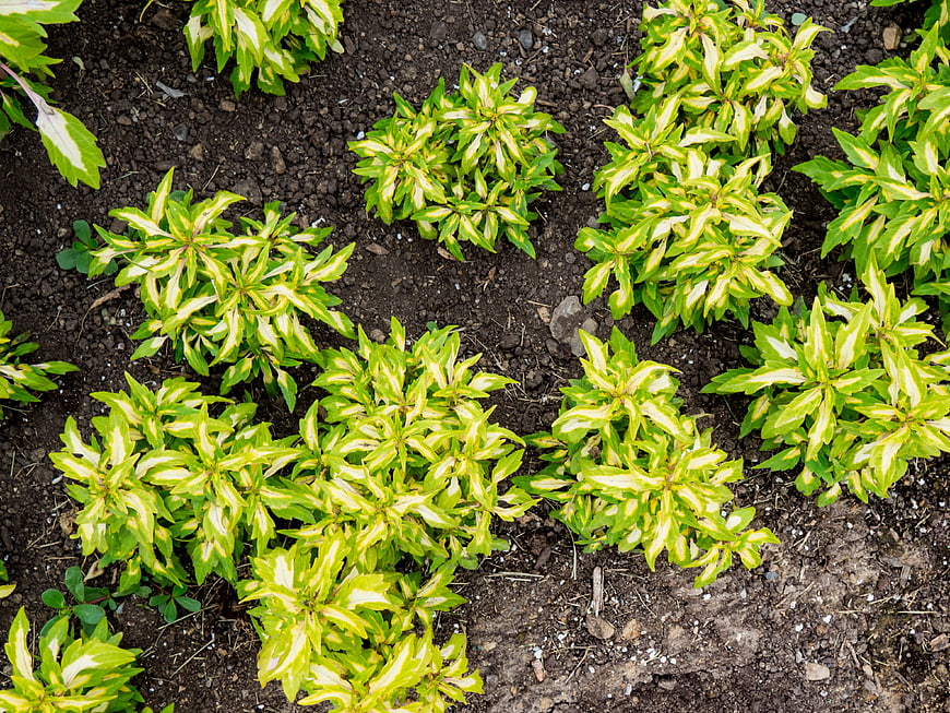 Top View of Variegated Green and White Plants in Soil