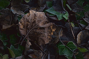 Frosty brown and green leaves on forest floor