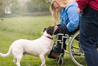 Woman in Wheelchair Petting Dog in Grassy Field