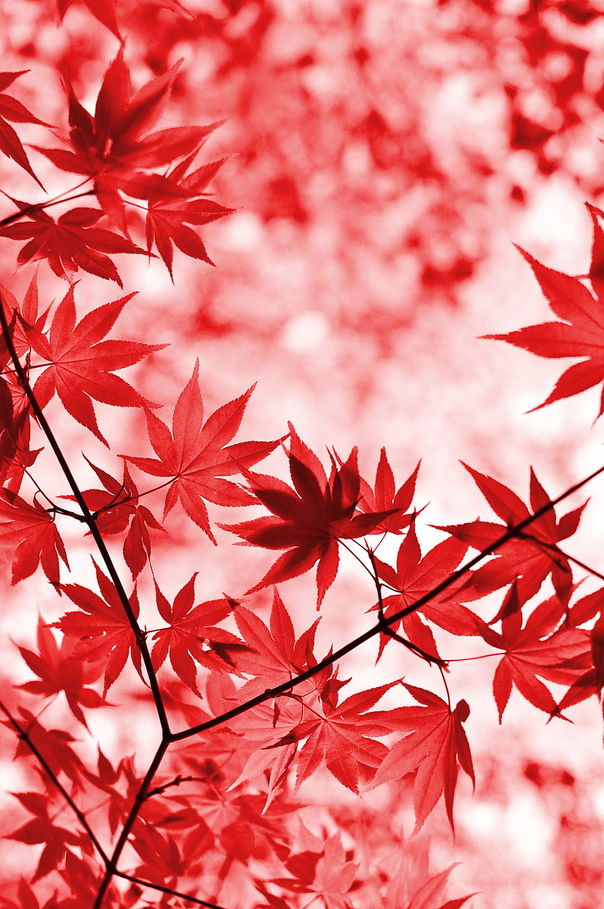 Vibrant Red Maple Leaves Against Soft Pink Bokeh Background