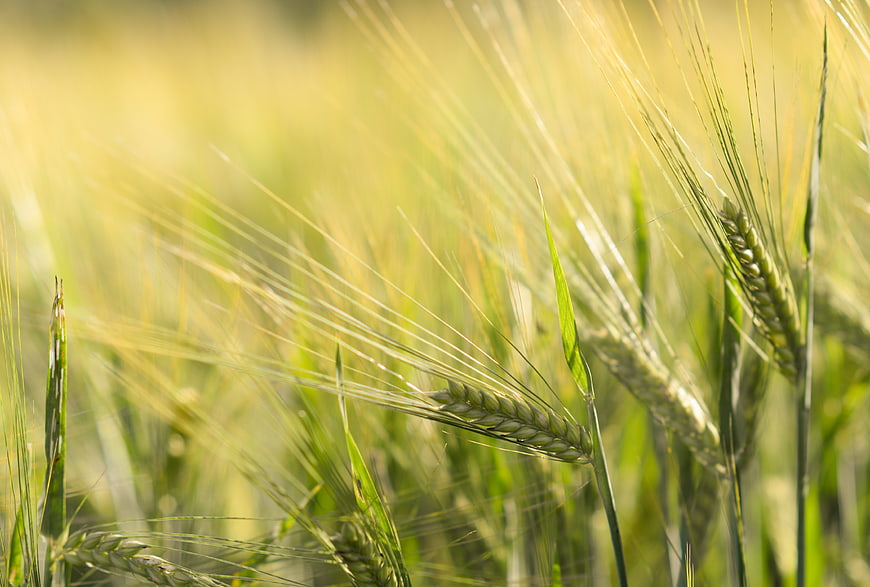 Close-up of green wheat ears in a sunny field