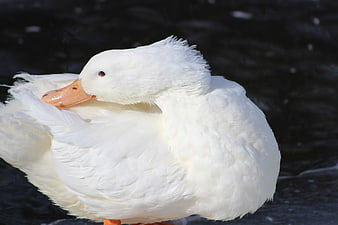 White Duck Preening Feathers on Dark Water