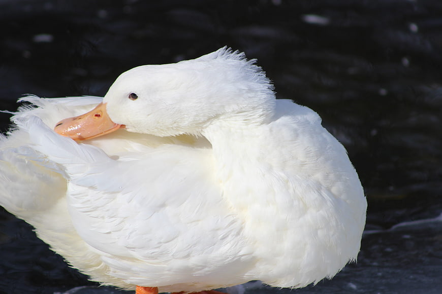 White Duck Preening Feathers on Dark Water