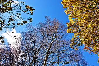 Autumn Tree Canopy Against Blue Sky