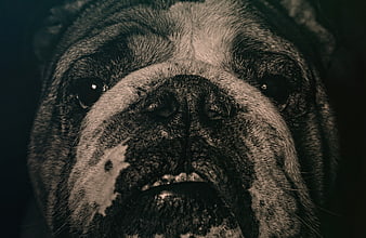 Close-up portrait of a bulldog face with expressive eyes