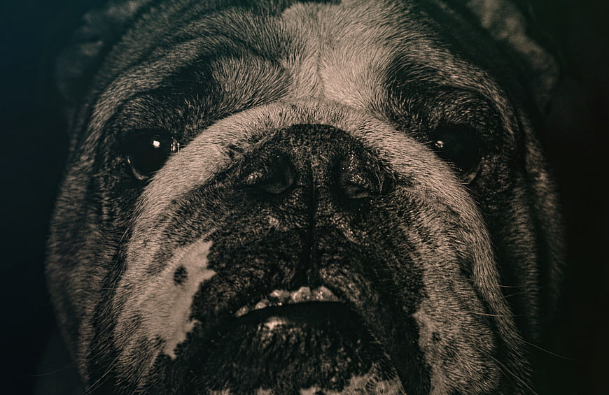 Close-up portrait of a bulldog face with expressive eyes
