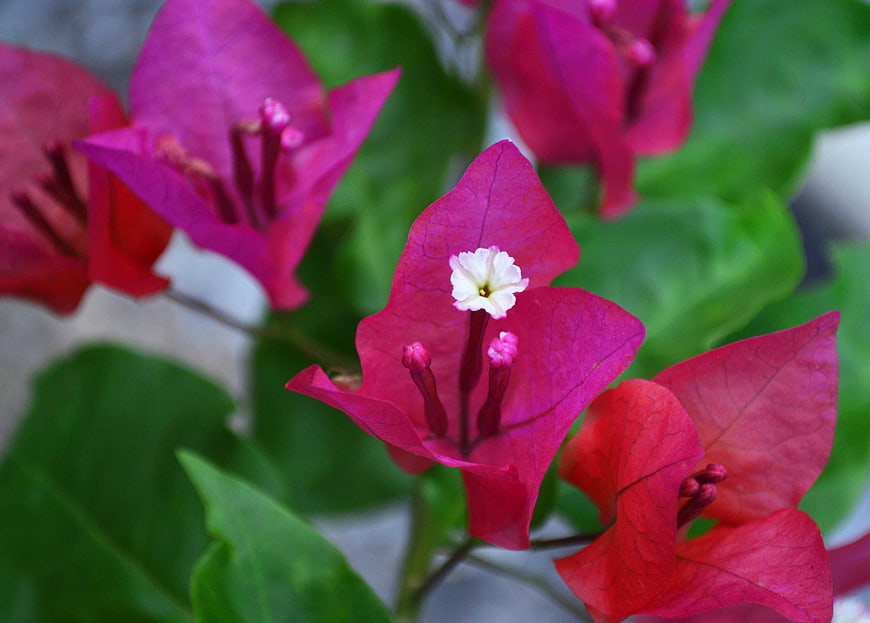 Close-up of vibrant pink bougainvillea flowers with green leaves