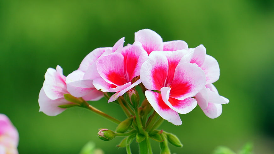 Pink and White Geranium Flowers with Green Bokeh Background