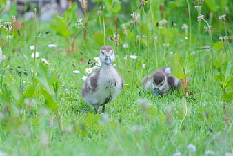 Cute ducklings foraging in green grass with daisies