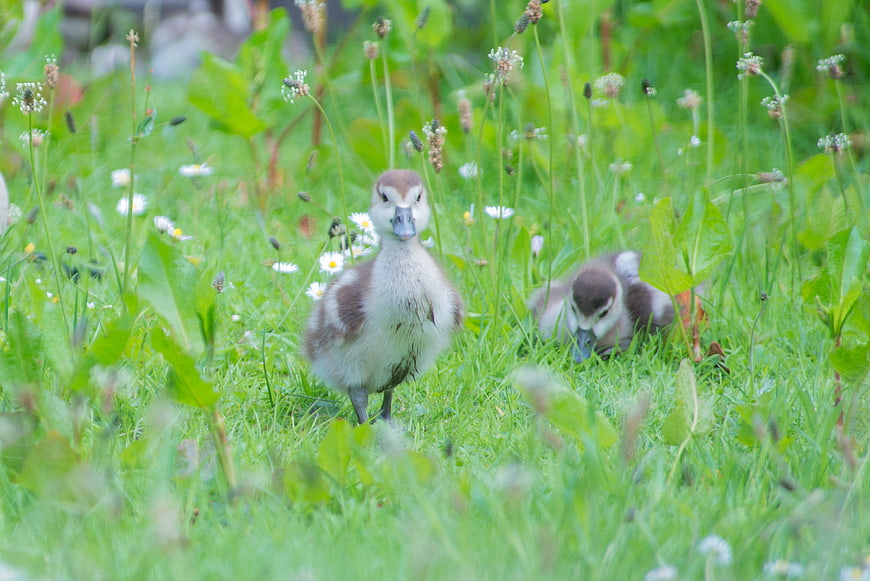 Cute ducklings foraging in green grass with daisies