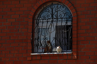 Two cats sitting on a brick window sill with iron bars