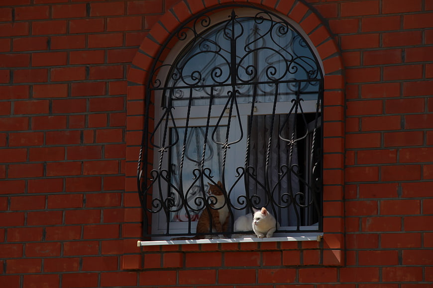 Two cats sitting on a brick window sill with iron bars