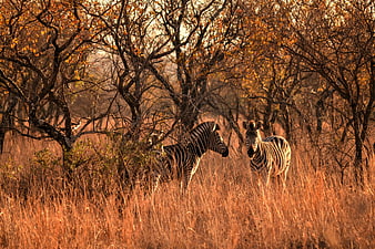 Two Zebras Standing in Golden African Savanna Grassland