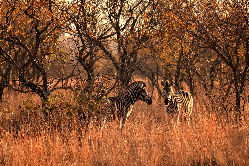 Two Zebras Standing in Golden African Savanna Grassland