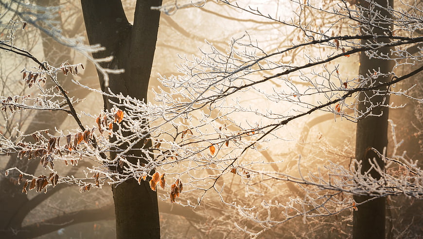 Frosty Winter Forest Branches in Golden Morning Light