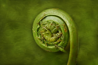 Close-up of a fresh green fiddlehead fern spiral