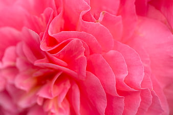 Close-up of vibrant pink rose petals with soft texture