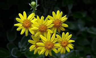 Vibrant Yellow Flowers with Raindrops on Dark Green Leaves