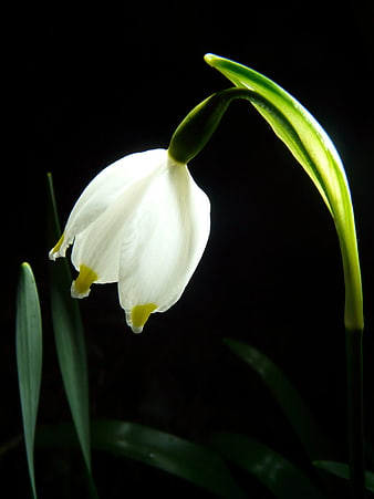 Snowdrop Flower Backlit Against Black Background