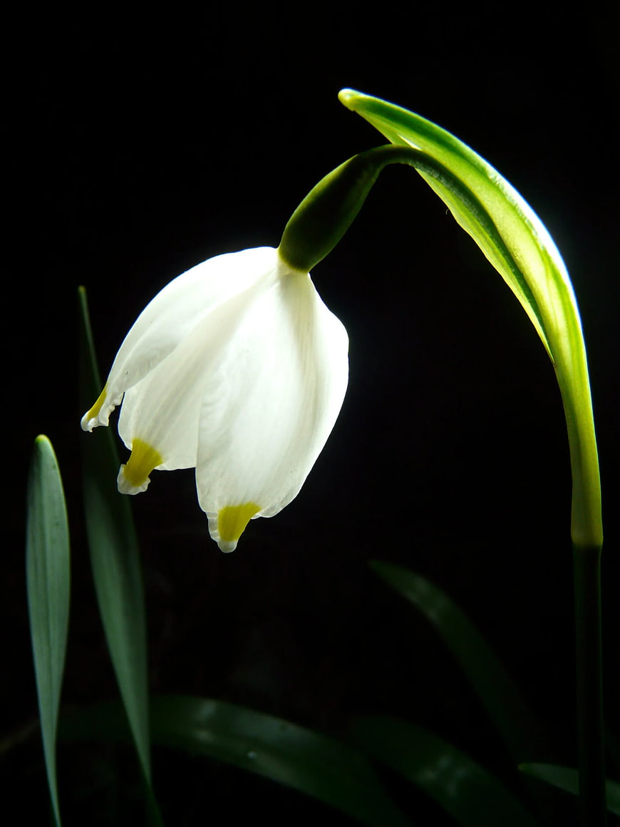 Snowdrop Flower Backlit Against Black Background