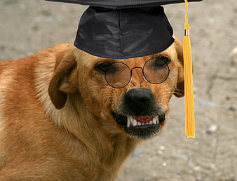 Funny Golden Retriever Wearing Graduation Cap and Round Glasses