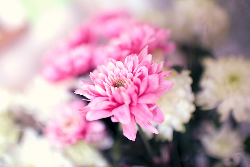 Close-up of Pink Chrysanthemum with Blurred Background