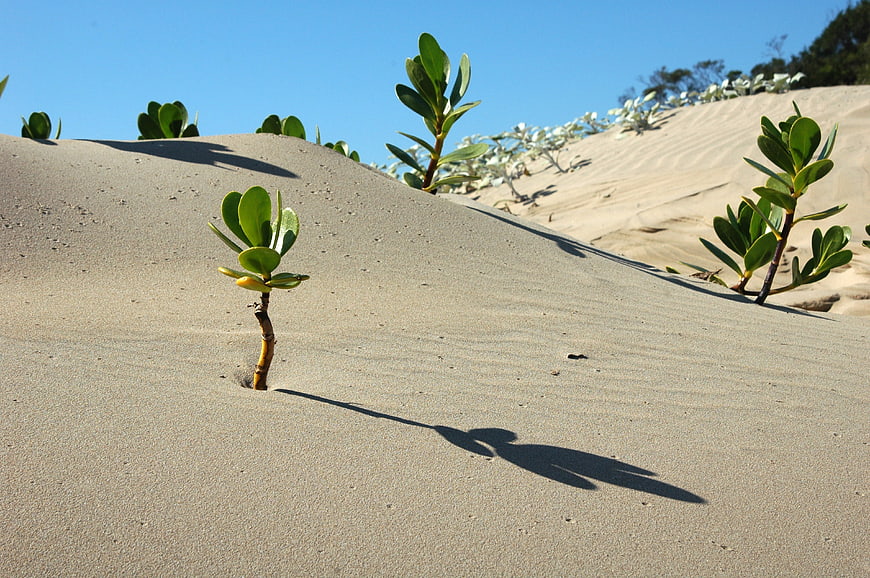 Green succulent plants growing on sand dunes under blue sky