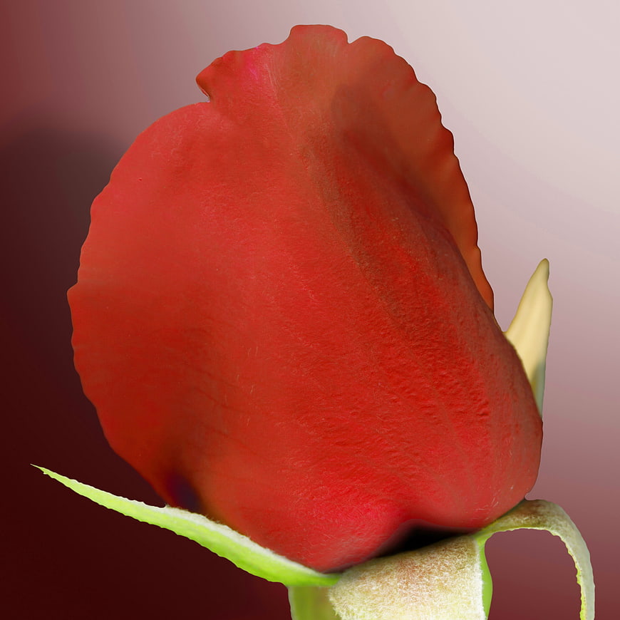 Close-up of a vibrant red rose bud on a gradient background
