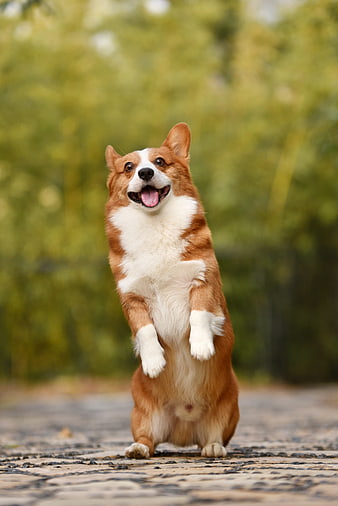 Happy Corgi Standing on Hind Legs Outdoors