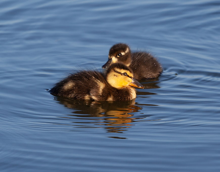 Two cute ducklings swimming in calm blue water