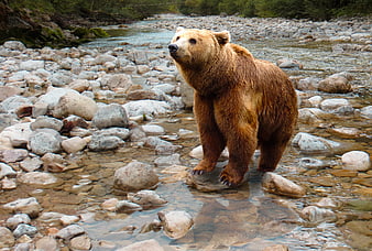 Brown Bear Standing in Rocky River Stream